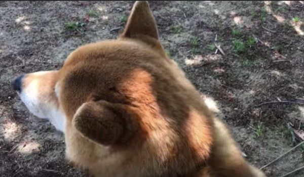 柴犬