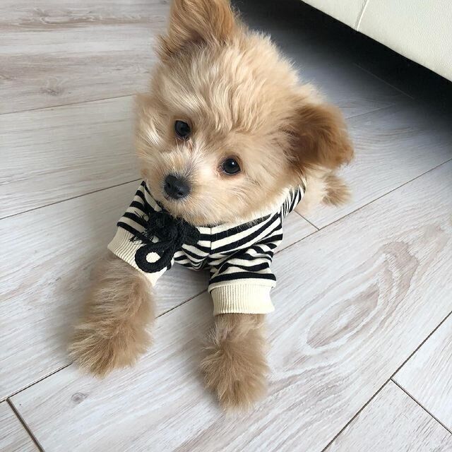 むぎ丸ちゃん