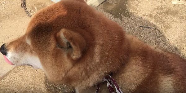 小屋から出てきた柴犬