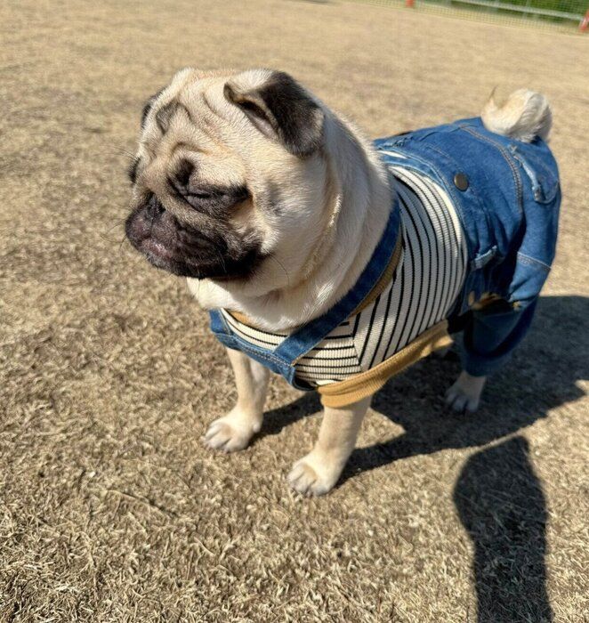 ドッグランを楽しむもろみちゃん