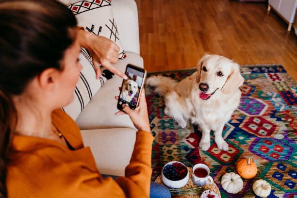 携帯電話で彼女のゴールデンレトリバー犬の写真を撮る若い白人女性。ホーム, 屋内