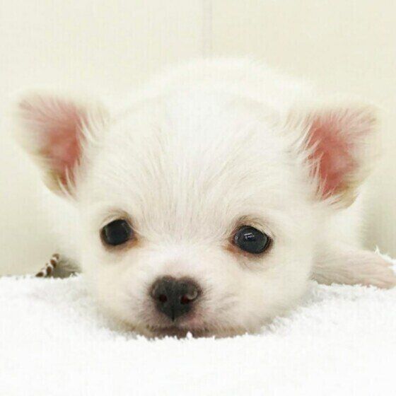 眠そうな表情がかわいいチワワの子犬