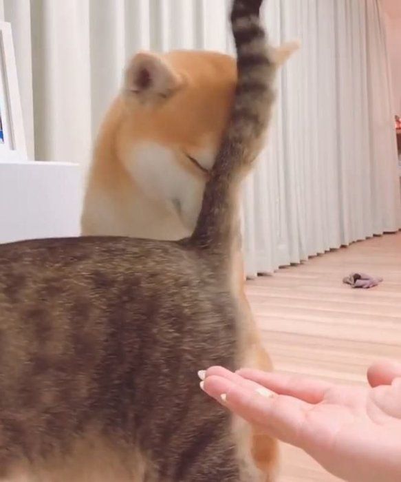 柴犬と猫