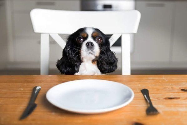 見つめる犬