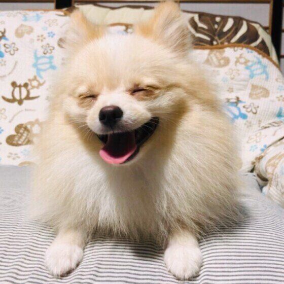 微笑むポメラニアン