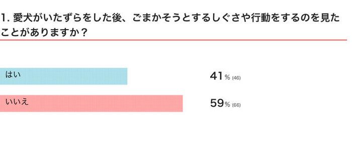愛犬がいたずらをした後、ごまかそうとするしぐさや行動をするのを見たことがある？