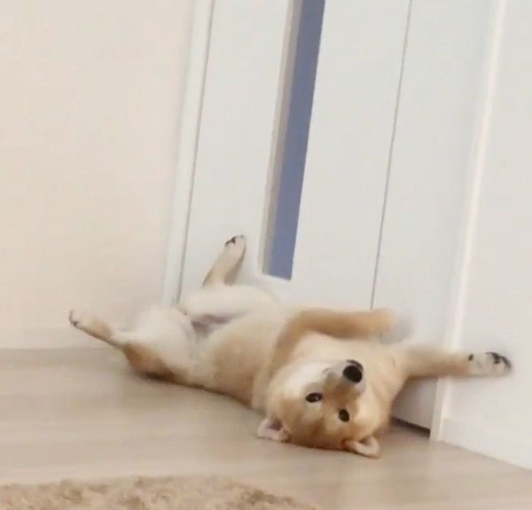 寝転ぶ柴犬