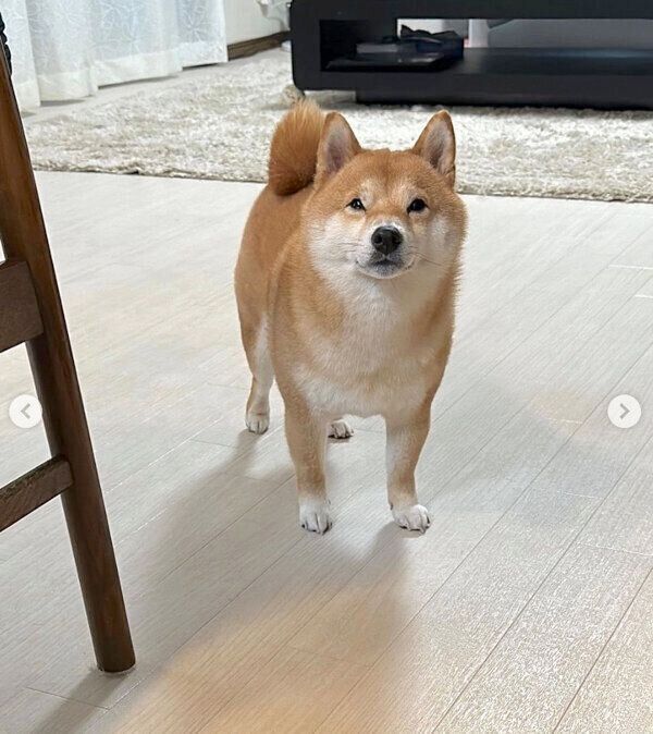 眠さが限界で「チベットスナギツネ」のような表情で飼い主を見つめる豆