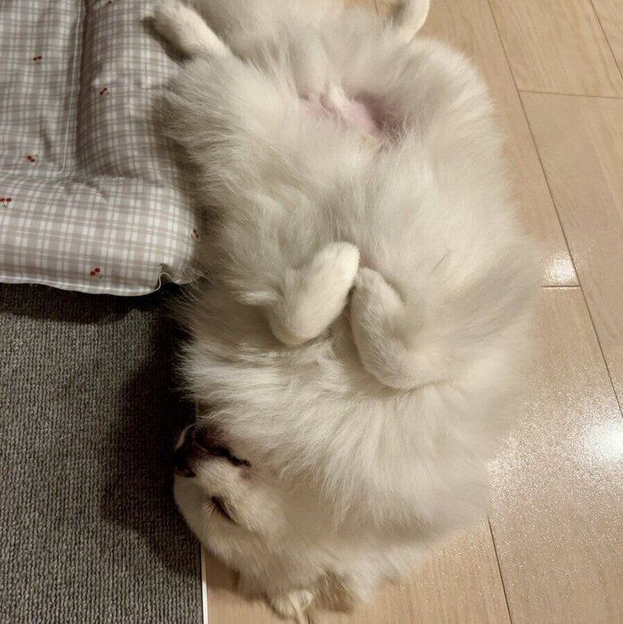 “へそ天”をする天くん