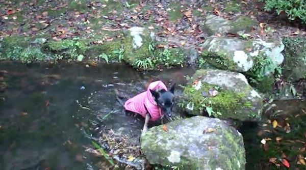 池ぽちゃ