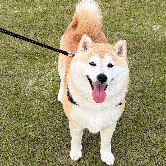 お出かけ中のさくらちゃん　ニコニコ“笑顔”が愛らしい