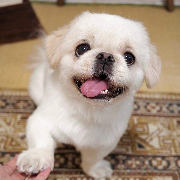 ����Ĥ���Ԥ��ʤ��饪�Ƥ򤹤�ࡼ���礯��