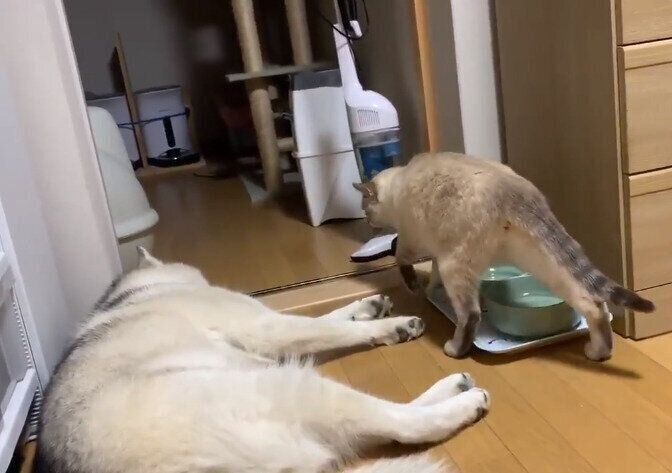 ユキちゃんの横を通るしゃちくん