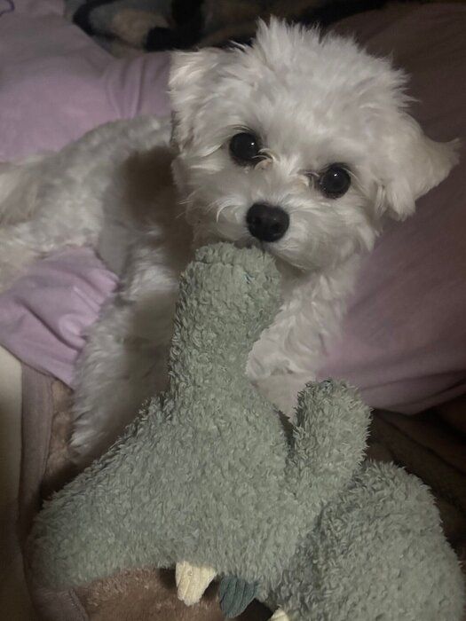 ぬいぐるみを咥える犬