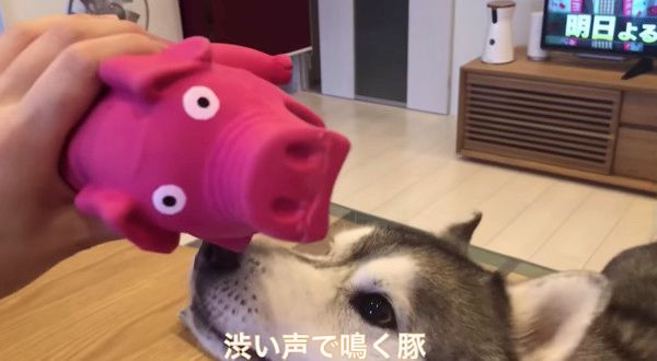 豚のオモチャで遊ぶシベリアン・ハスキー