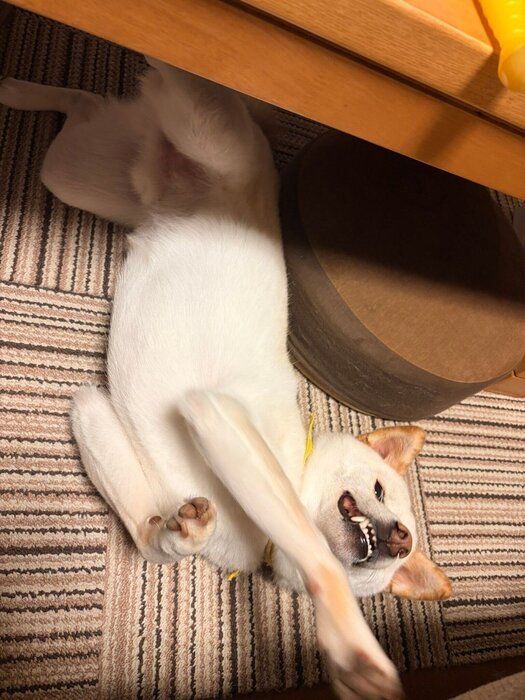 ちょいちょいする銀くん