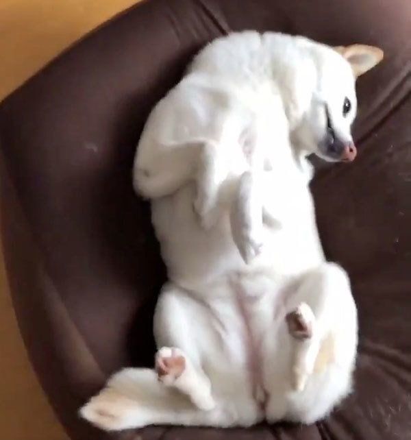 ベッドでくつろぐ柴犬