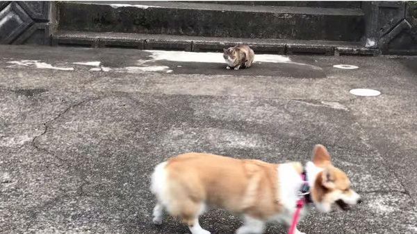 年下ニャンコ