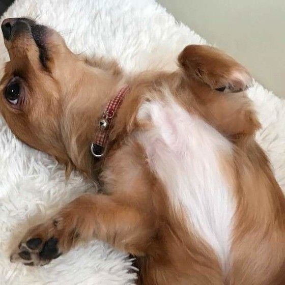 眠る犬