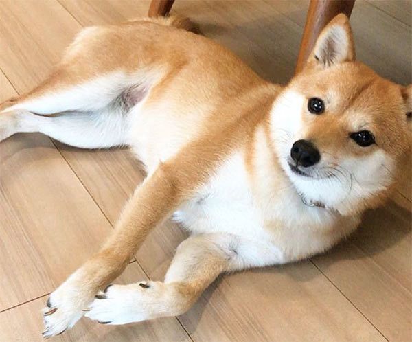 見つめる柴犬