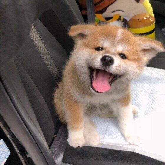 笑顔の秋田犬