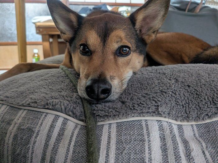 �ޤä��ꤹ�뾮��Ϻ����