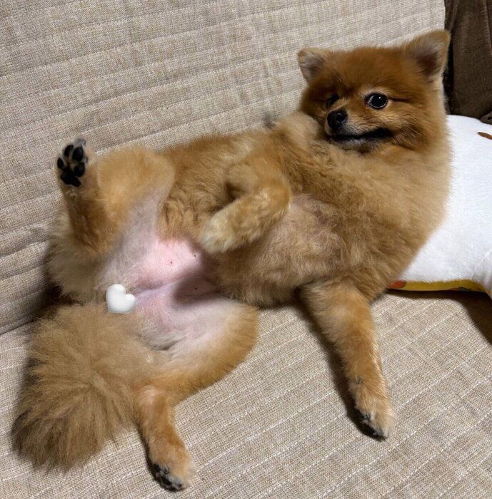 お腹を見せるぽぽちゃん