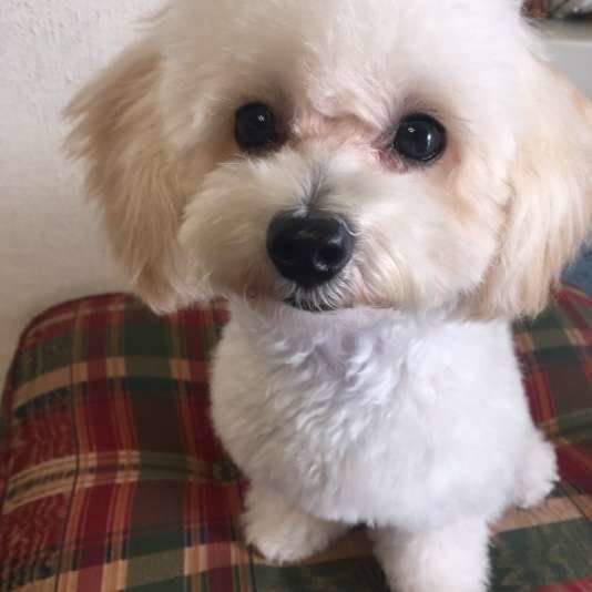 カメラ目線の犬