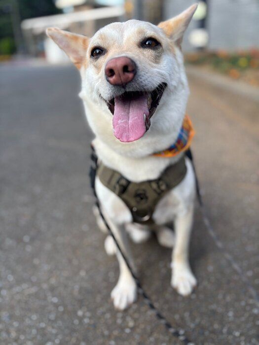 散歩中に笑顔を見せるミックス犬