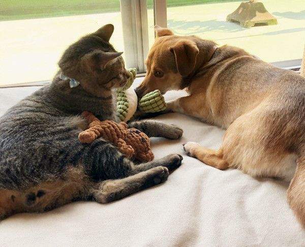 遊ぶ犬と猫