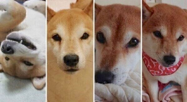 仲良しな柴犬一家