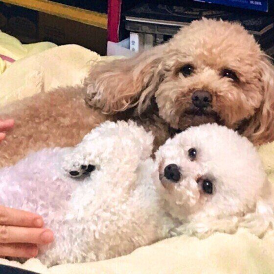 2頭並んでマッサージタイム