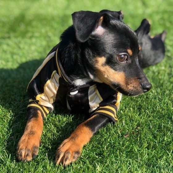 ミックス犬
