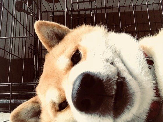 添い寝しているときの柴犬のアップ