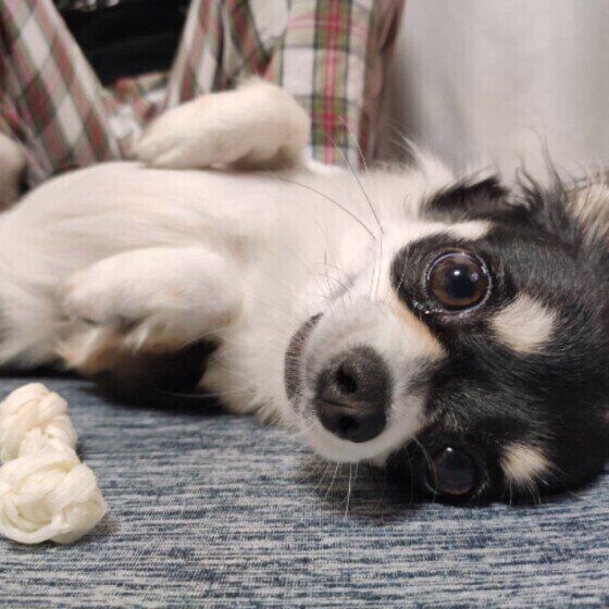 チワワ