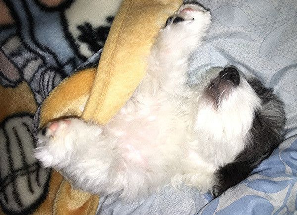眠る犬