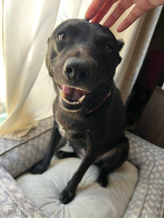 笑顔の表情を見せる犬