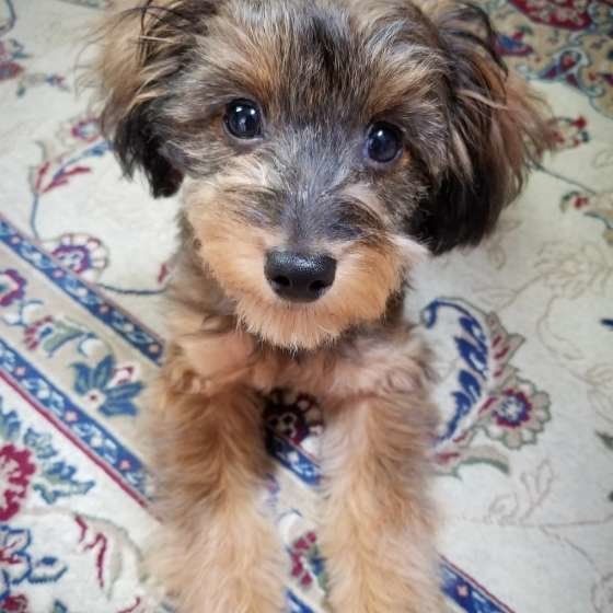 見つめる犬