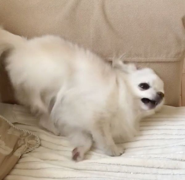 踊るチワワ