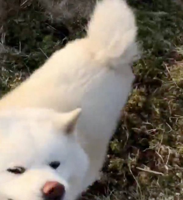 お散歩中にストライキを起こす秋田犬