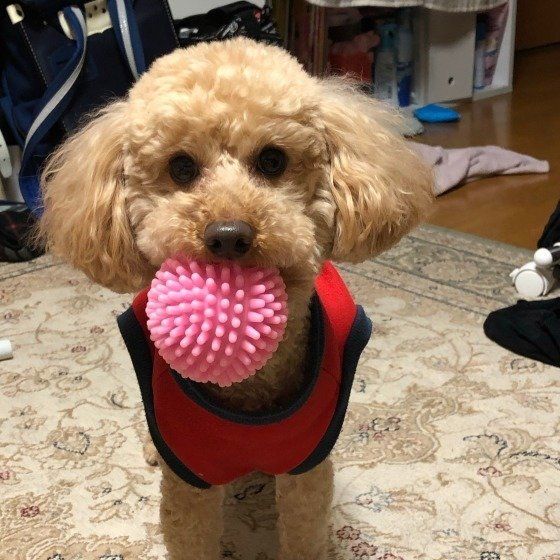ボール投げて〜!