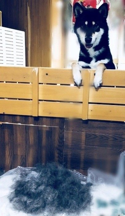 がんたちゃん