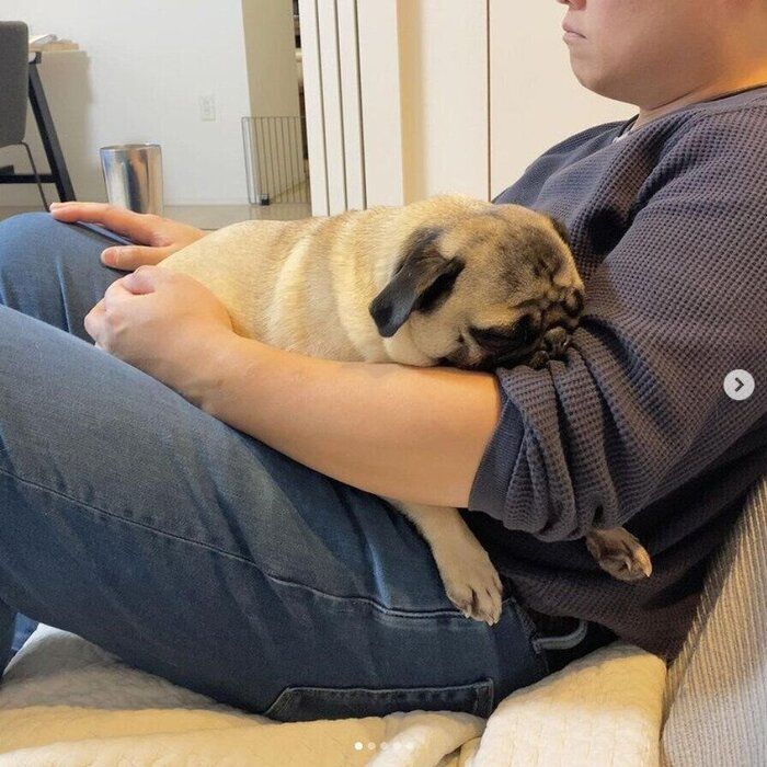 飼い主さんの上で寝るパグ(オス)