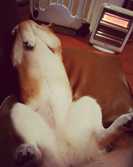 ぬくぬく柴犬