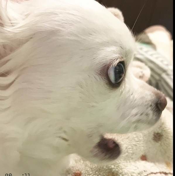 ミルク チワワ オス