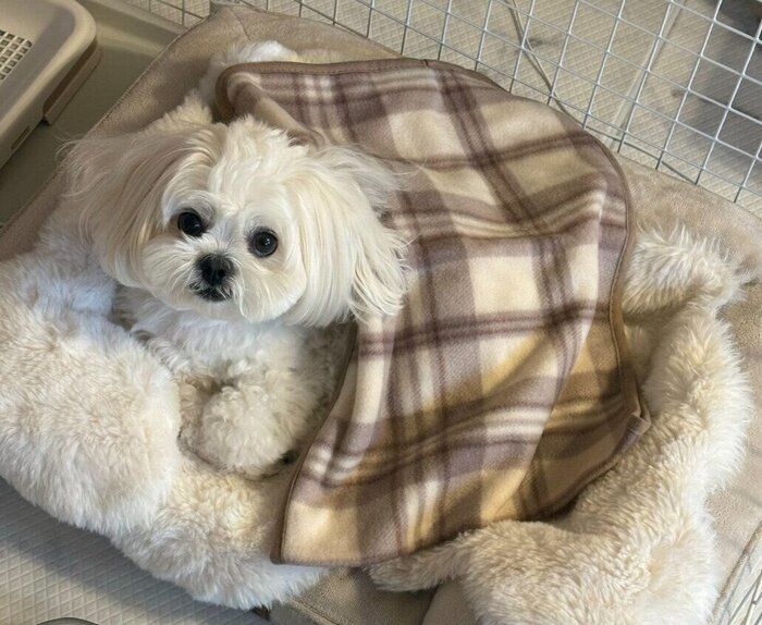 飼い主を見上げる犬