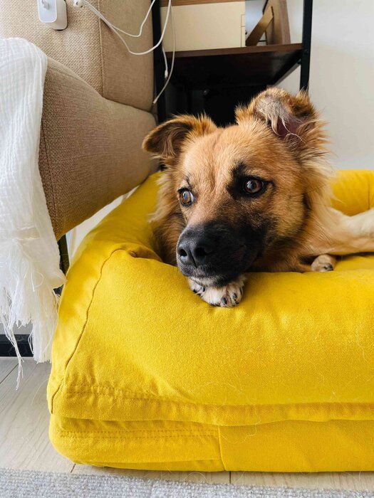 おうちでくつろぐ犬