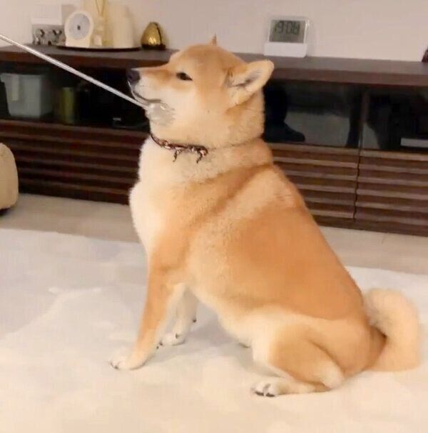 孫の手が大好きで、「もっと」とおねだりをする味噌ちゃん