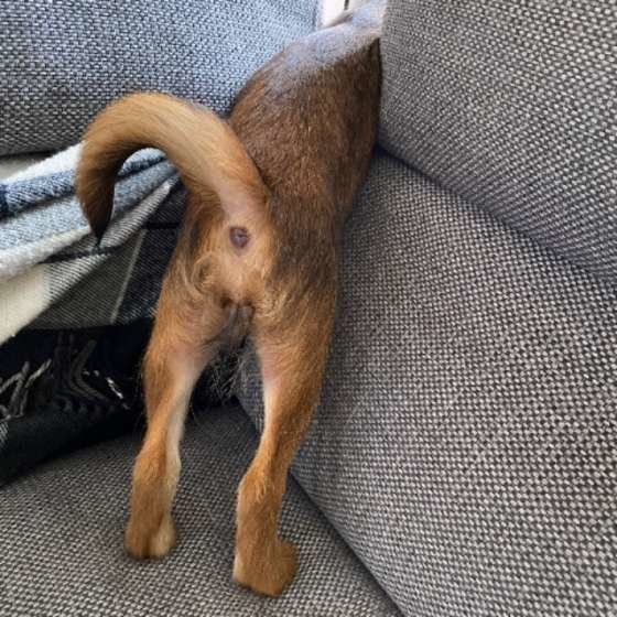 おしりを見せるMix犬