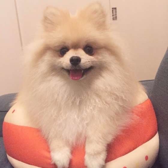 ポメラニアン